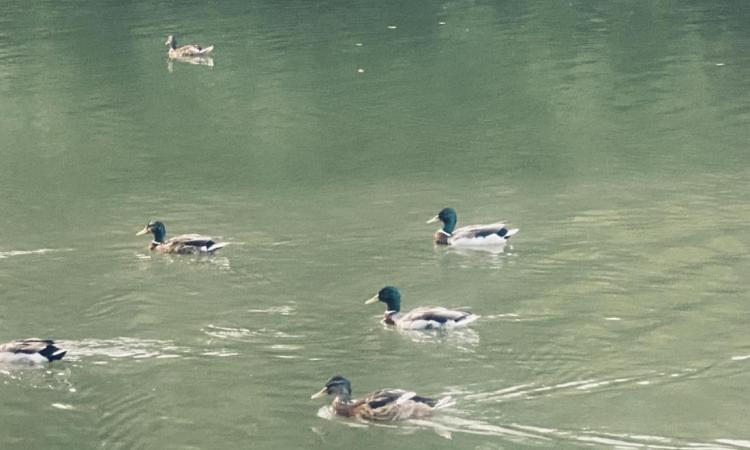 Patos en el Arga