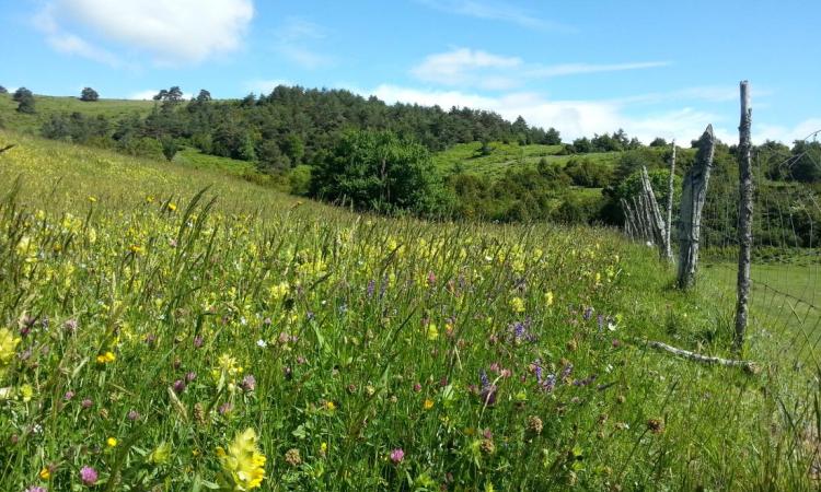 Imagen de un prado florido