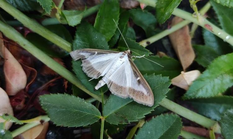 Cydalima perspectalis