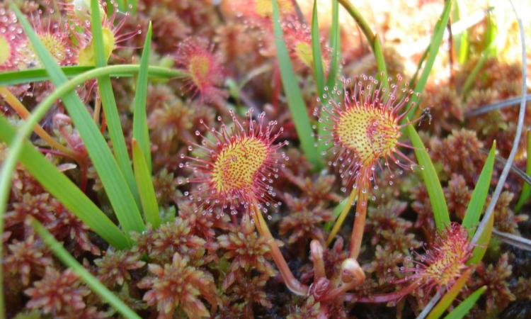 Drosera rotundifolia