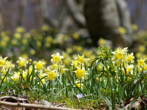 Narcissus secc. pseudonarcissus