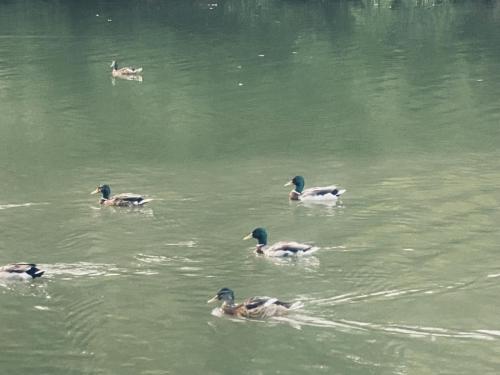 Patos en el Arga