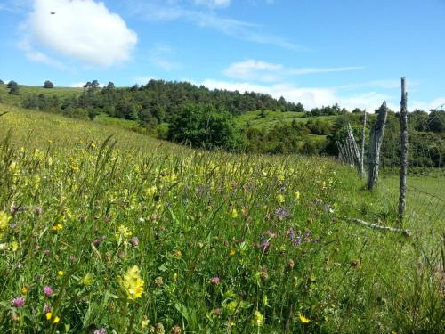 Imagen de un prado florido