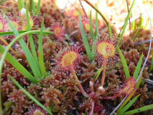 Drosera rotundifolia